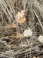 Acourtia nana