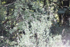Syncolostemon