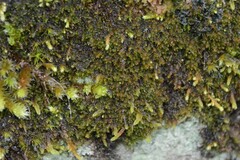 Marsupella emarginata