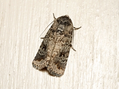 Proteuxoa amaurodes