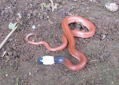 Drepanoides anomalus