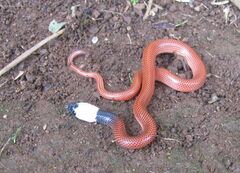 Drepanoides anomalus