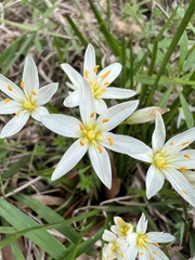 Nothoscordum bivalve