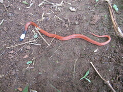 Drepanoides anomalus