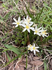 Nothoscordum bivalve