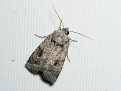 Proteuxoa amaurodes