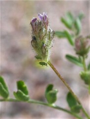 Astragalus didymocarpus didymocarpus