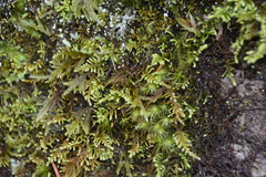Claopodium