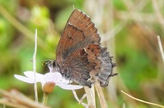 Callophrys henrici
