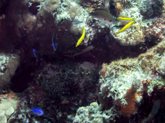 Azurina multilineata