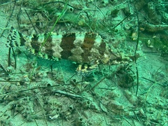 Oxylebius pictus