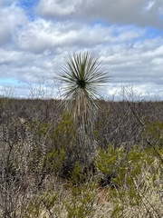 Yucca elata