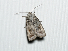 Proteuxoa amaurodes