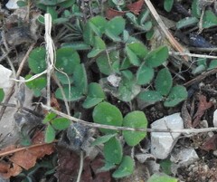 Trifolium subterraneum