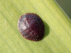 Coccinae