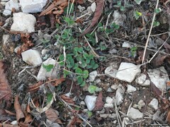 Trifolium subterraneum