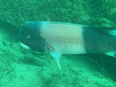 Bodianus pulcher