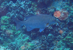 Kyphosus cinerascens