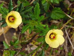 Hibiscus richardsonii