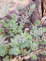 Linaria nivea