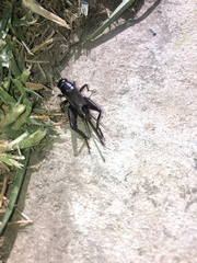 Teleogryllus commodus