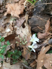 Cardamine angustata