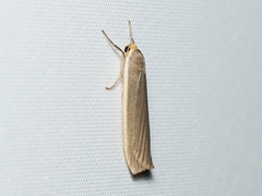 Palaeosia bicosta