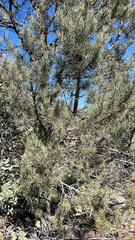 Pinus monophylla