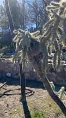 Cylindropuntia fulgida