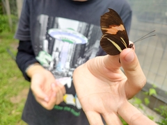 Heliconius erato