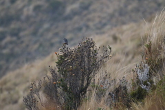 Geospizopsis unicolor