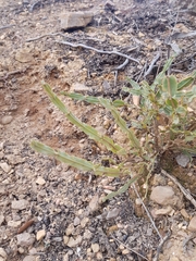 Genista tridentata