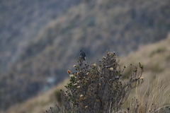 Geospizopsis unicolor