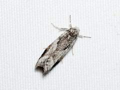 Lichenaula choriodes