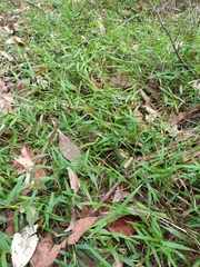 Ottochloa gracillima