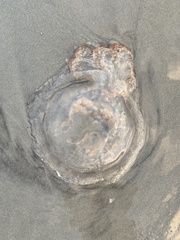 Rhopilema verrilli