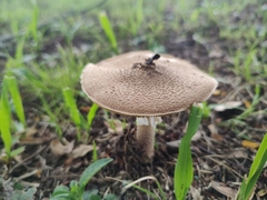 Agaricus
