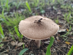 Agaricus