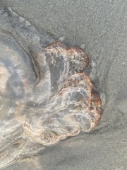 Rhopilema verrilli
