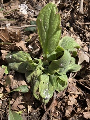 Mertensia virginica