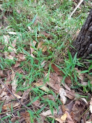 Ottochloa gracillima