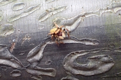 Carrhotus sannio