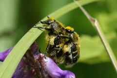 Trichiotinus assimilis