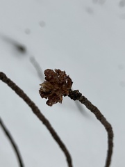 Betula platyphylla