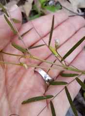 Vicia minutiflora