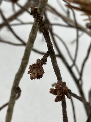 Betula platyphylla