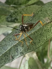 Holhymenia histrio