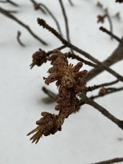 Betula platyphylla