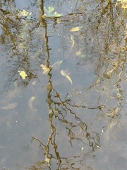 Lithobates catesbeianus