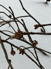 Betula platyphylla